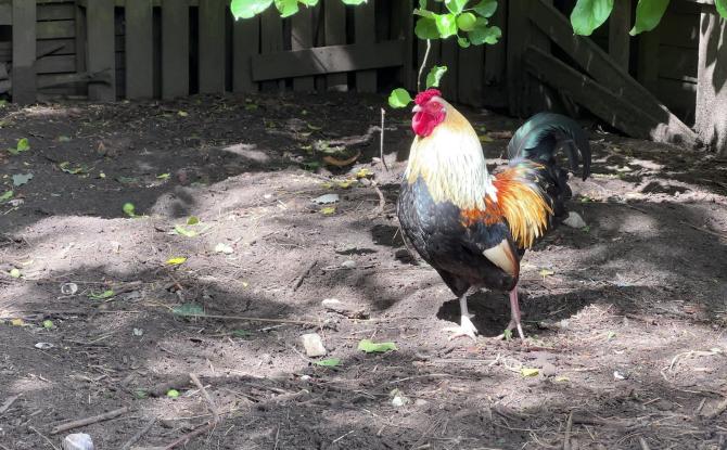À Baisy-Thy, le coq Roberto au cœur d’un conflit de voisinage